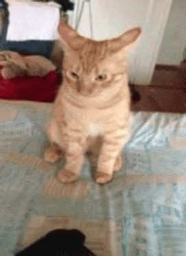 Party Cat GIFs - Find & Share on GIPHY