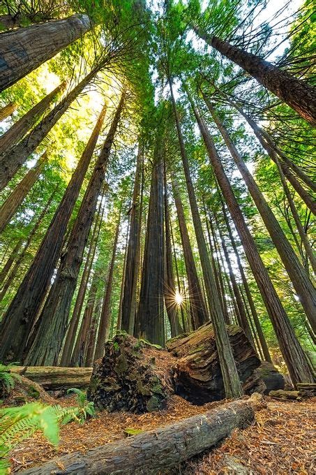 Redwoods By Patrickhuot