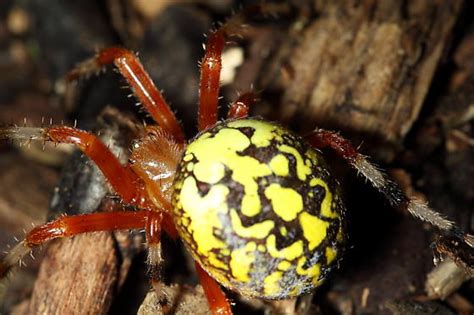Large Red And Yellow Spider Araneus Marmoreus Bugguidenet