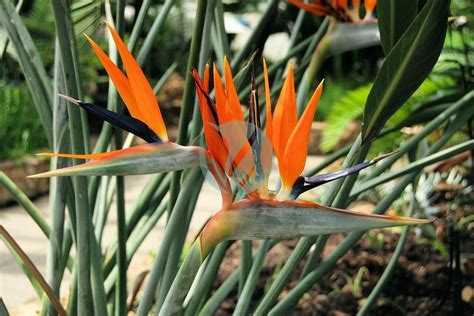 Strelitzia Reginae Oiseau Du Paradis Clorofila