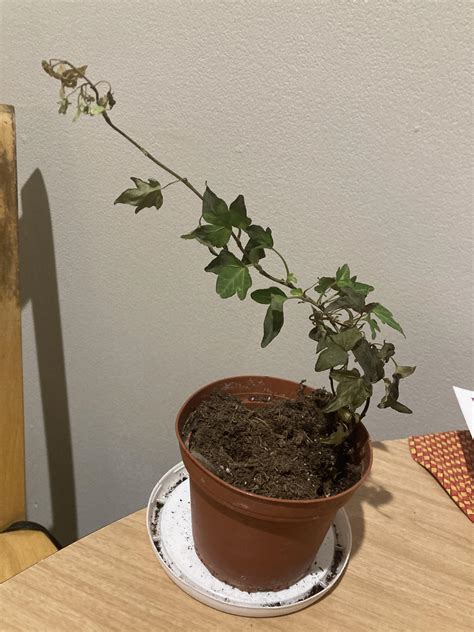 Help Dying English Ivy Plantclinic
