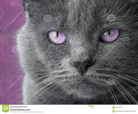 Cat With Purple Eyes Stock Images Image 16006754