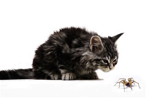 Cats And Spiders Cats Eating And Being Bitten By Spiders Uk