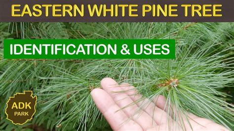 Eastern White Pine Tree Identification And Uses Youtube
