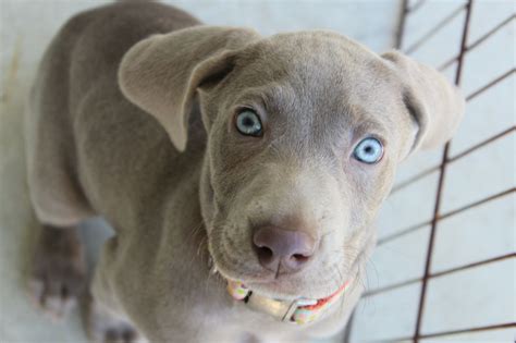 Weimaraner Puppy Weimaraner Puppies Weimaraner Puppies