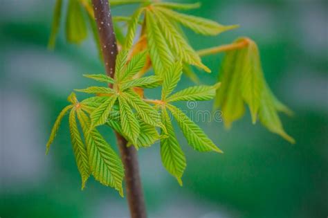 Nuove Foglie Di Castagno Primaverile Foglie Verdi Chiare Chiuse Sfondo