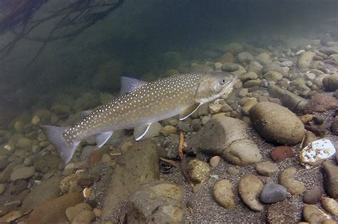Bull Trout Help Examine The Health Of The Dungeness River Northwest Treaty Tribes
