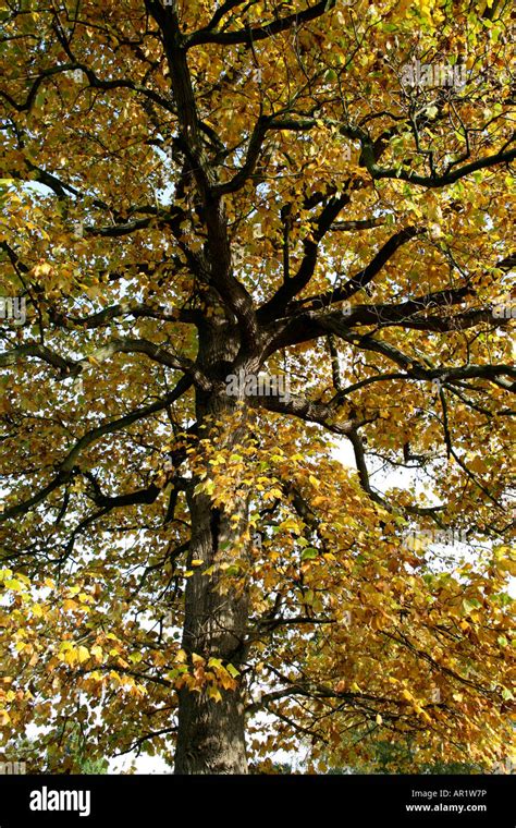 Autumn Golden Leaves On A Mature Beech Tree Stock Photo Royalty Free