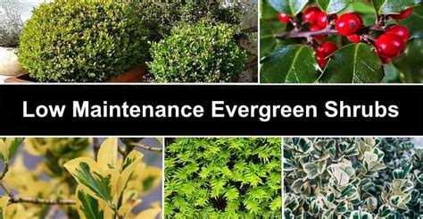 21 Low Maintenance Evergreen Shrubs With Pictures Identification Guide