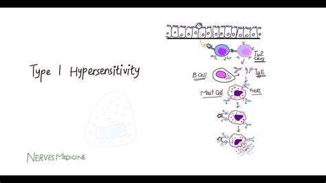 Type 1 Hypersensitivity Introduction And Pathophysiology Immediate