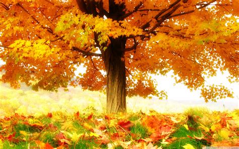 Autumn Hd Widescreen Wallpaper 71 Images