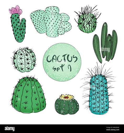 Set Of Colored Cactuses Hand Drawn Vector Illustration Outline Sketch