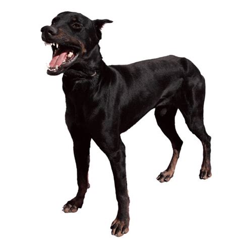 Black Dog Best Animals