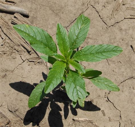 Status Of Herbicide Resistant Weeds In Nebraska