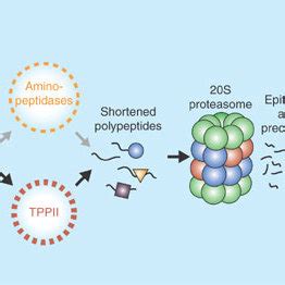 The upp consists of concerted actions of. (PDF) Generation of major histocompatibility complex class ...