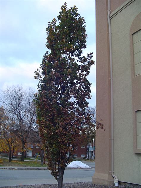 Pyramidal English Oak Quercus Robur Fastigiata In Greensboro High