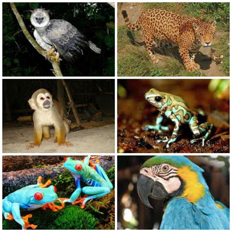 Arriba 9 Foto Imagenes De Animales De La Costa Alta Definición Completa