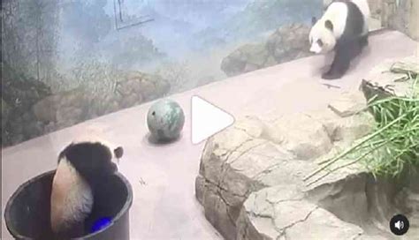 Awdorable Baby Panda Falls Into A Bucket Heres How Mommy Panda Helps