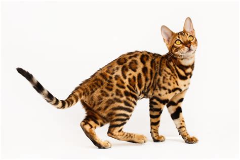 Bengal Katze 🐈 Charakter Haltung And Pflege Zoopus