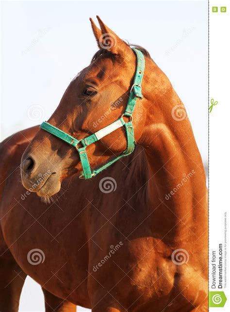 Side View Head Shot Of A Young Chestnut Horse Stock Photo Image Of