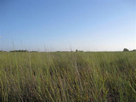 Texas Louisiana Coastal Prairie — Texas Parks And Wildlife Department