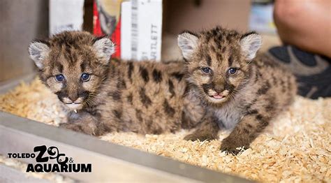 Toledo Zoo Receives 3 Orphaned Cougar Cubs From Washington