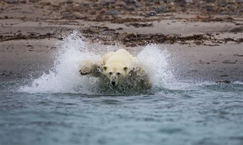 Polar Bear Spitsbergen Norway Most Beautiful Picture