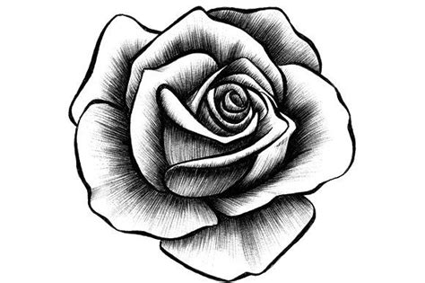 Pin By Axel Qui On Rose Rose Illustration Rose Drawing Tattoo Rose