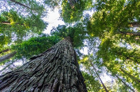 Towering California Redwood Trees ~ Nature Photos
