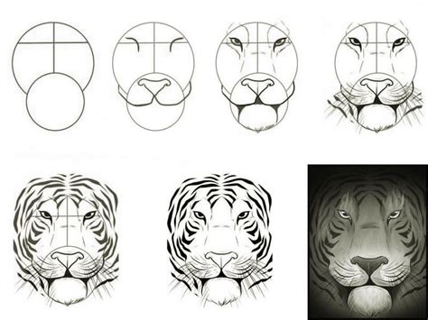 How To Draw A Realistic Tiger Head Step By Step Part Tiger Face