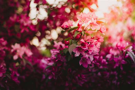 1000 Interesting Pink Flowers Photos · Pexels · Free Stock Photos