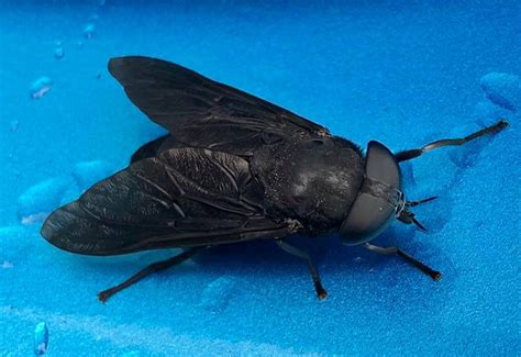 Female Black Horse Fly Whats That Bug