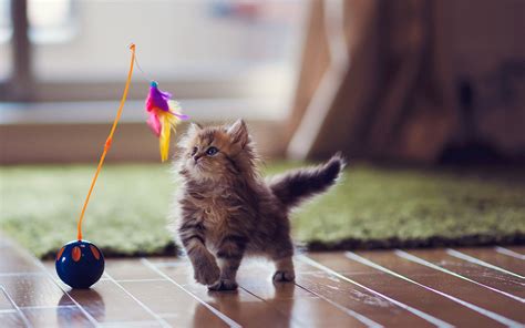 Cute Kitten Play Toy Photo Wallpaper 1920x1200 12458