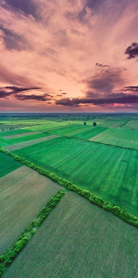 Drone Vertical Panorama Of A Green Wheat Field At Sunset Stock Image