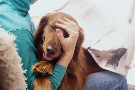 The Most Affectionate Dog Breeds Perfect For Cuddling Sample
