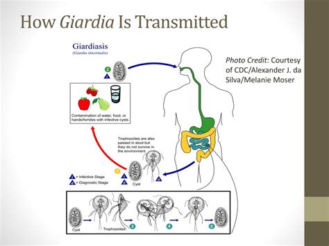 Giardiasis Transmission Bruin Blog