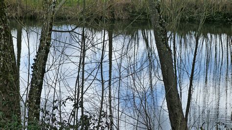 Free Images Tree Nature Forest Marsh Swamp Wilderness Branch