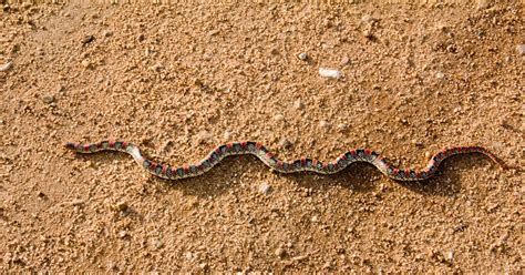 The Kansas Outback Snake Alive