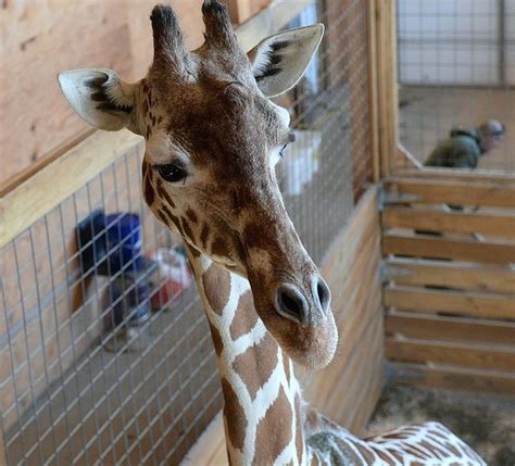 A Visit With April The Giraffe Photos Video Of Upstate Ny Viral Sensation