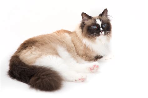 Chat Ragdoll Alimentation Caractère Santé Beaphar