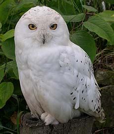 Check spelling or type a new query. dyasape ::: :: burunG hantu putih