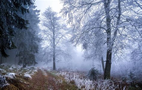 Winter Frosted Forest Wallpapers Wallpaper Cave