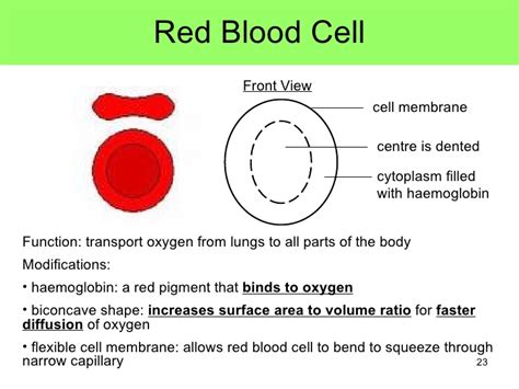 One stem cell is capable of producing 106 mature blood cells after 20 subdivisions. Red Blood Cell Structure