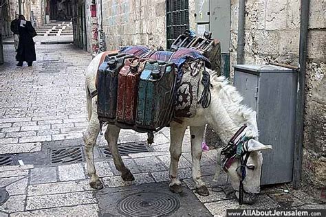 Donkeys In The Old City All About Jerusalem