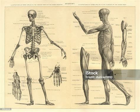 Human Anatomy Skeleton And Muscles Of The Body Stock Vector Art And More