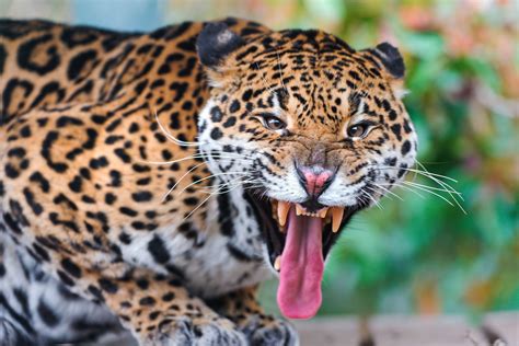 Images Jaguars Big Cats Tongue Roar Teeth Whiskers Snout 2560x1707