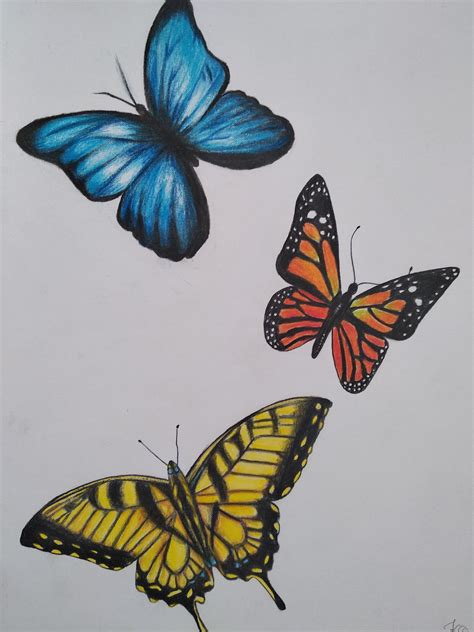 Butterflies Drawing With Colored Pencils Butterfly Art Painting