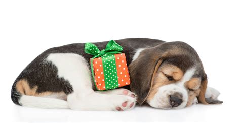 The Twelve Breeds Of Christmas The Beagle Tevra Pet