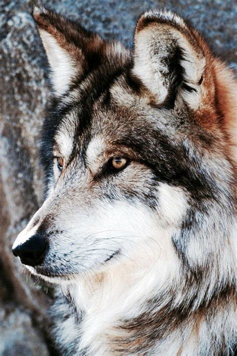 Grey Wolf Wily Wolves Wolf Pictures Beautiful Wolves
