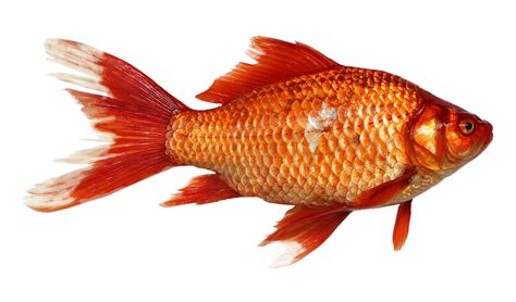 Goldfish Carp Fish Transparent · Free Photo On Pixabay